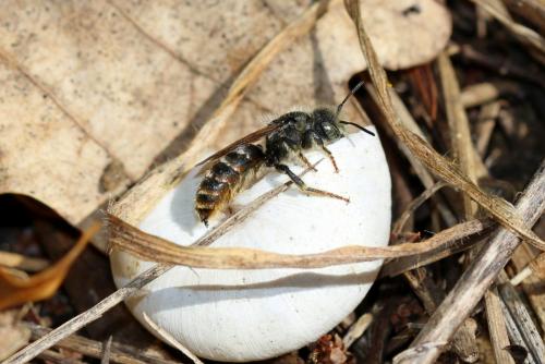 Osmia rufohirta